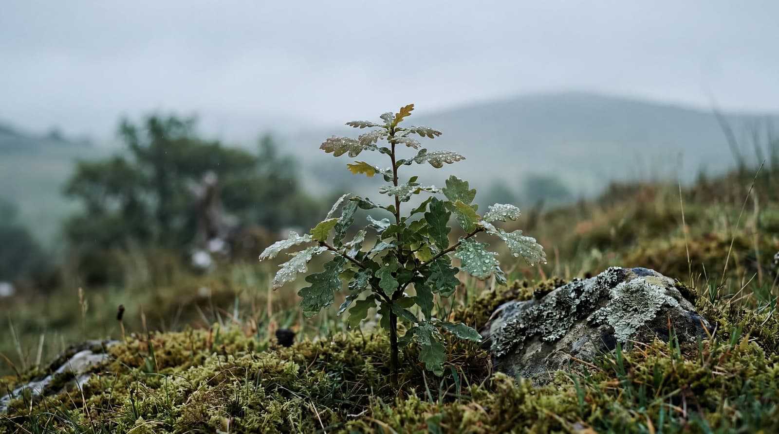 Northern Ireland's rarest rainforest gets a 100-year reboot in Tyrone